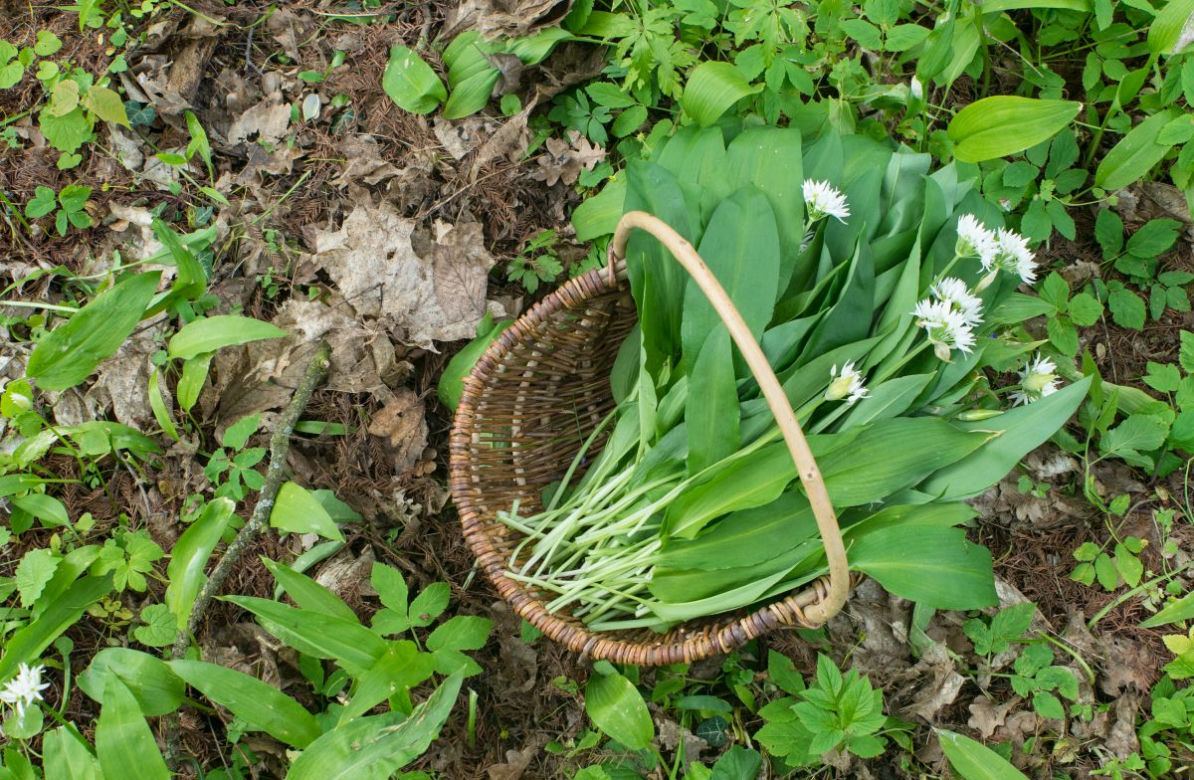 Czosnek niedźwiedzi 