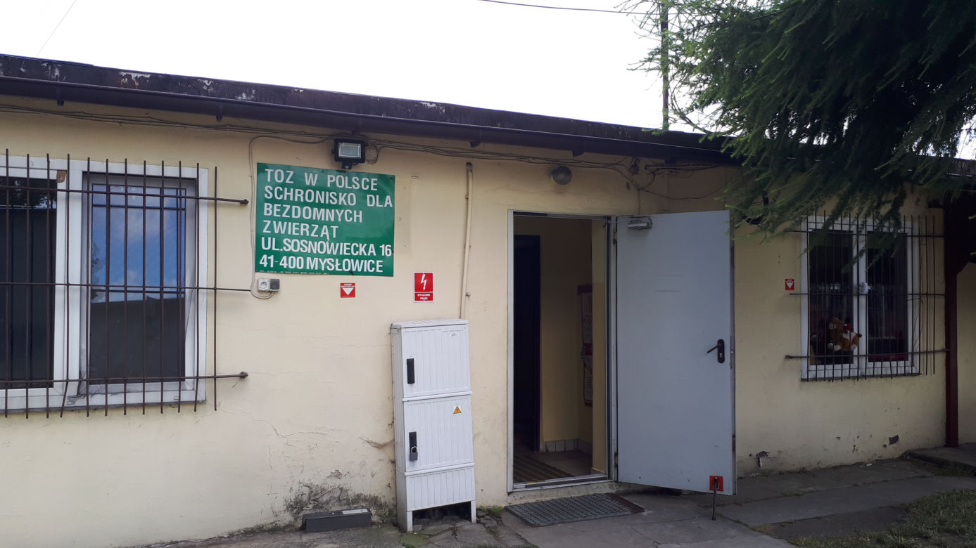 Przyjdź i weź je na spacer. Czworonogi ze schroniska w Mysłowicach czekają na Ciebie!
