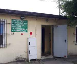 Przyjdź i weź je na spacer. Czworonogi ze schroniska w Mysłowicach czekają na Ciebie!