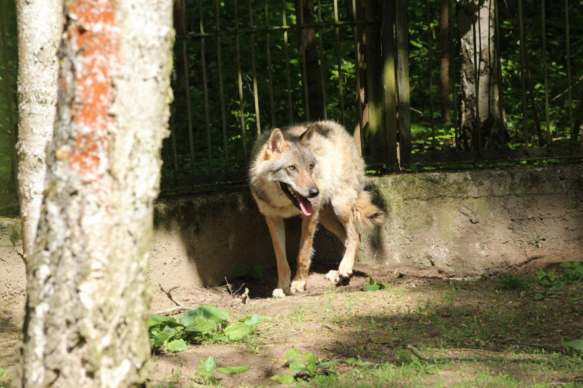 Nowy mieszkaniec bydgoskiego ZOO! Przyjechał prosto z Chorwacji [ZDJĘCIA]