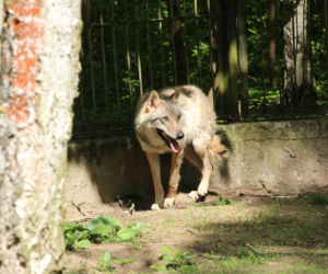 Nowy mieszkaniec bydgoskiego ZOO! Przyjechał prosto z Chorwacji [ZDJĘCIA]