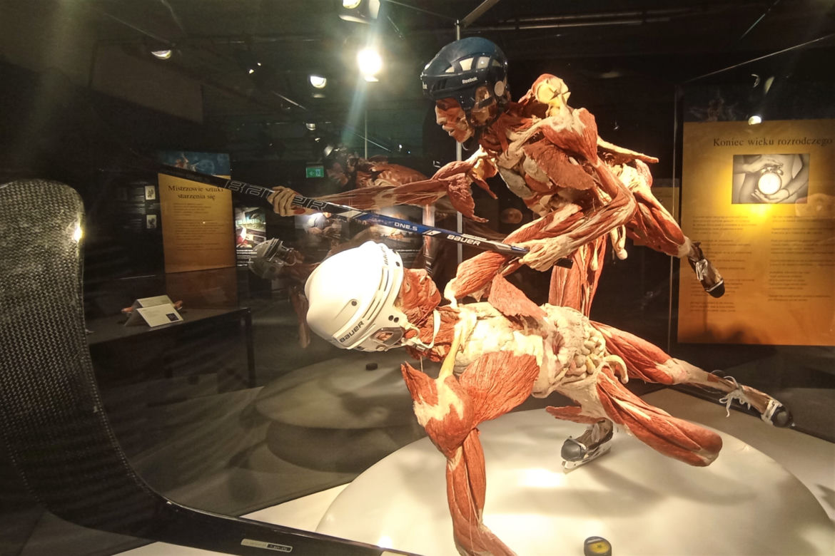 Wystawa Body Worlds w Szczecinie