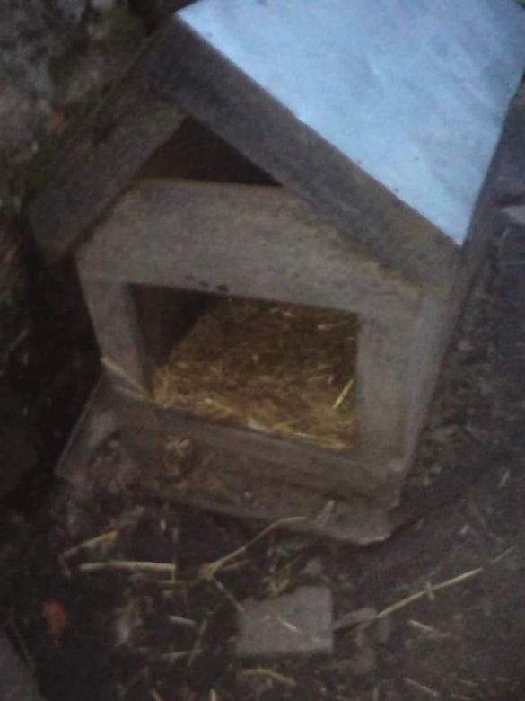 Płock. "Waży 12,5 kg, a powinna 25". Właściciel tylko czekał na jej śmierć! [ZDJĘCIA]