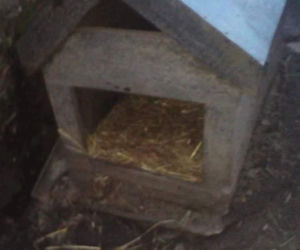 Płock. Waży 12,5 kg, a powinna 25. Właściciel tylko czekał na jej śmierć! [ZDJĘCIA]