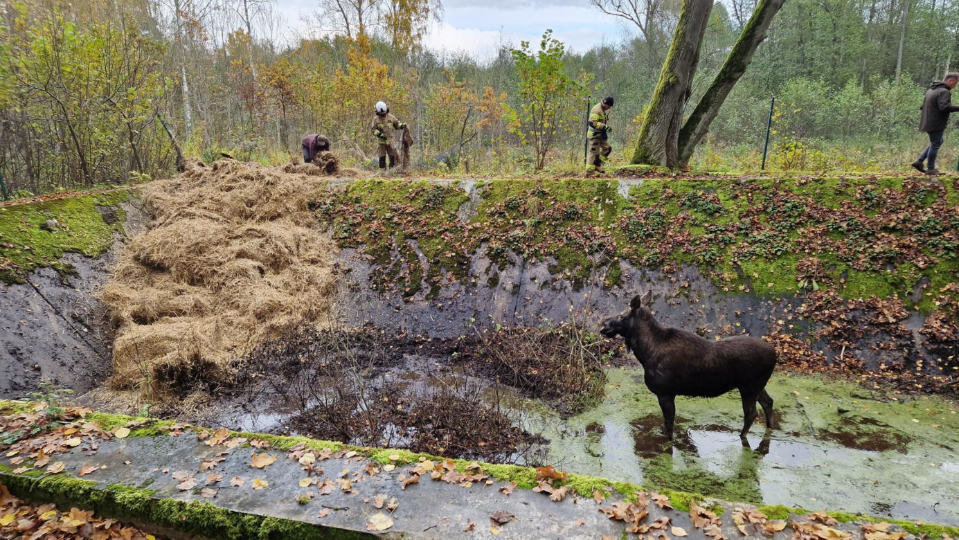 Klępa wpadła do basenu. Niecodzienna akcja ratunkowa w Wilczym Szańcu