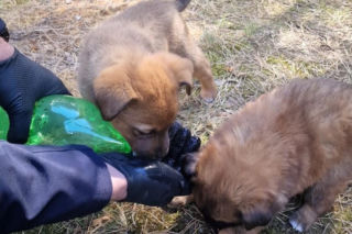 W lesie porzucono szzczenięta