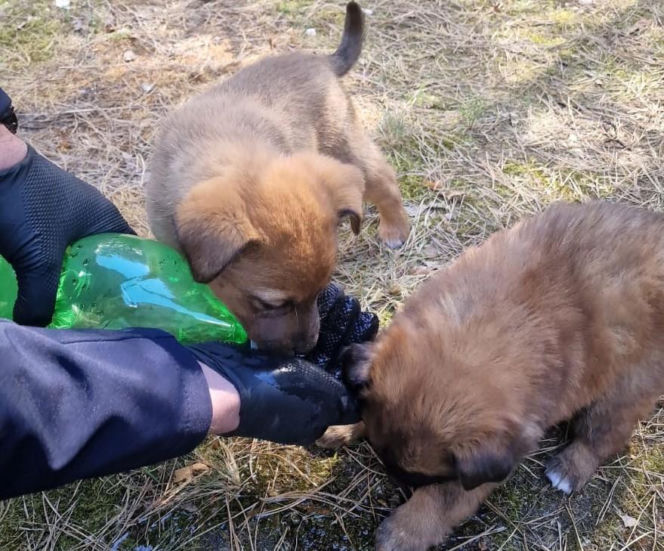 W lesie porzucono szzczenięta