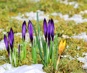 krokusy