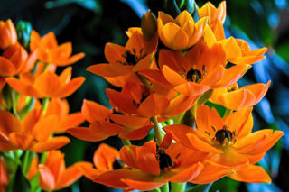 Śniedek wątpliwy – niewątpliwie uroczy kwiat!