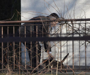 Koty Jarka nas terroryzują