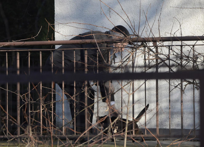 Koty Jarka nas terroryzują