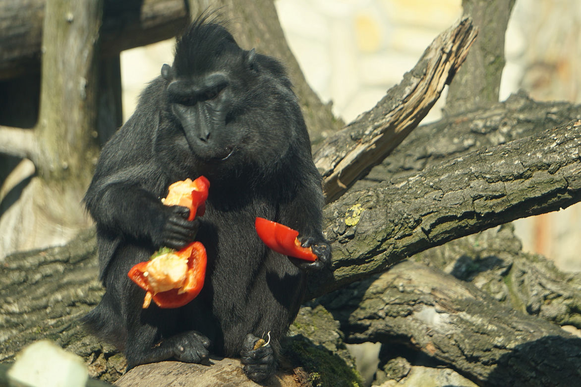 Zoo Wrocław: Makak czubaty