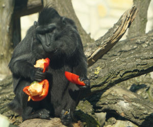 Zoo Wrocław: Makak czubaty