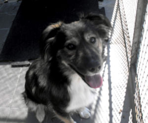 Psy z Radys już w Kędzierzynie-Koźlu! Możesz je adoptować