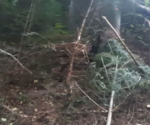 Leśnicy z Dynowa uratowali  sarnę zaplątaną we wnyki [ZDJĘCIA]