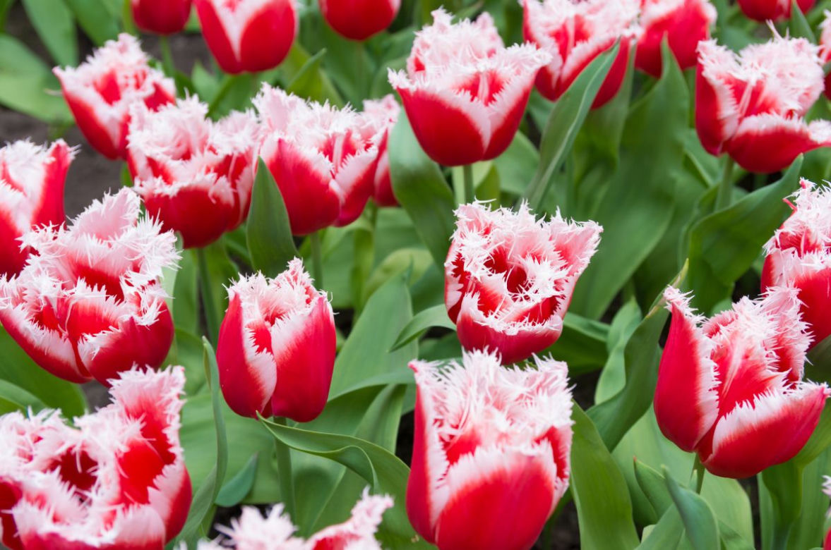 Tulipany strzępiaste