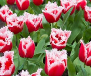 Tulipany strzępiaste