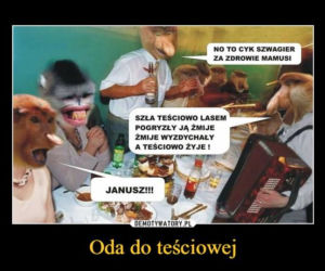 Tych memów o teściowych nie pokażesz mamie! Internauci nie mają litości