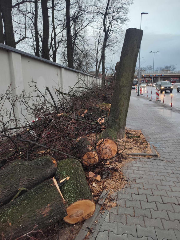 Nowa ścieżka rowerowa na al. 29 Listopada. Skończyło się rzezią drzew