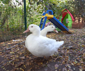 Rodzina Połońskich ze świnką Lily i resztą zwierzaków wyprowadza się z Warszawy