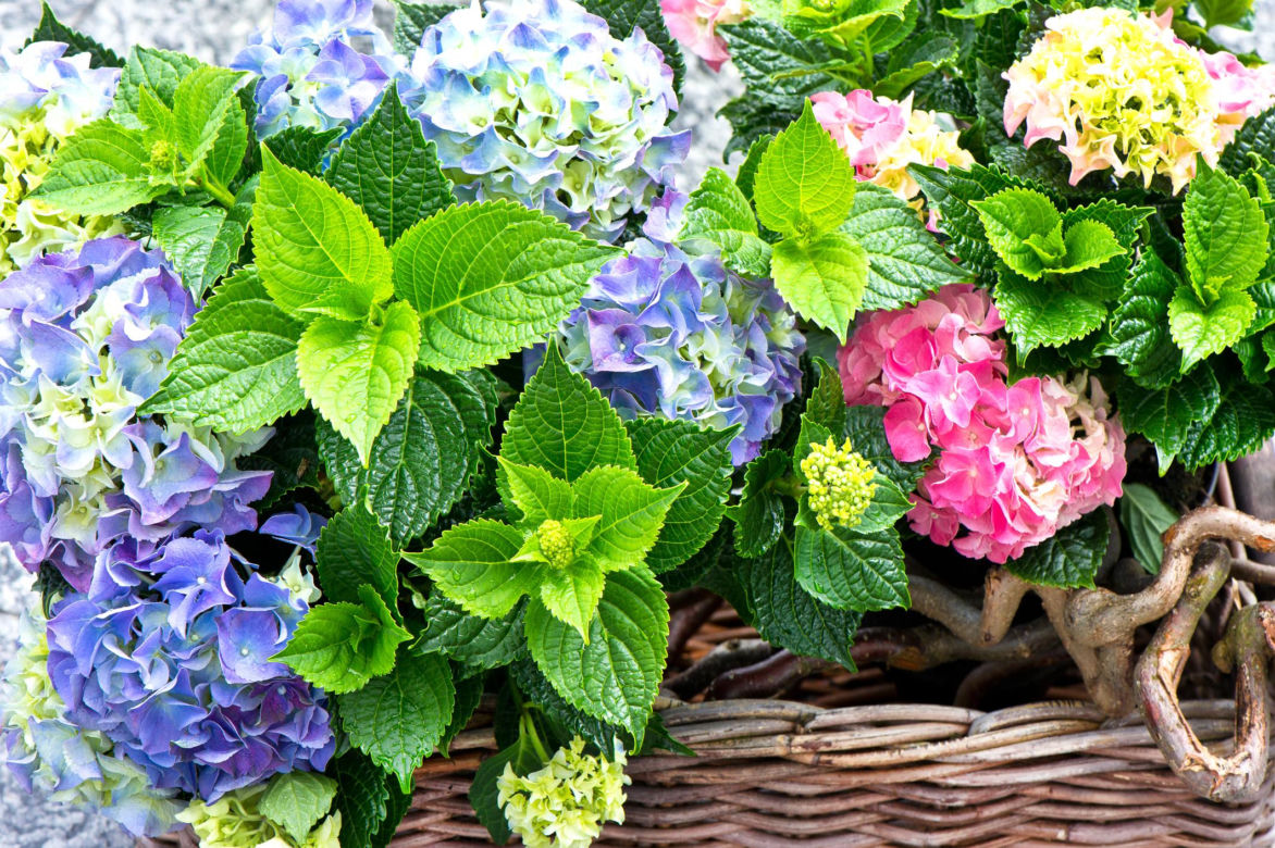 Hortensja ogrodowa (Hydrangea macrophylla) 