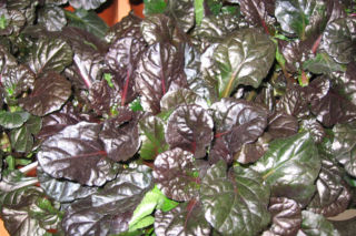 Dąbrówka rozłogowa ‘Black Scallop’ - Ajuga reptans ‘Black Scallop’