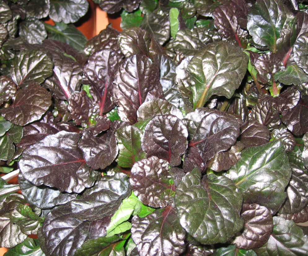 Dąbrówka rozłogowa ‘Black Scallop’ -