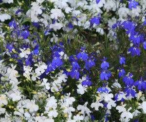 Lobelia przyladkowa