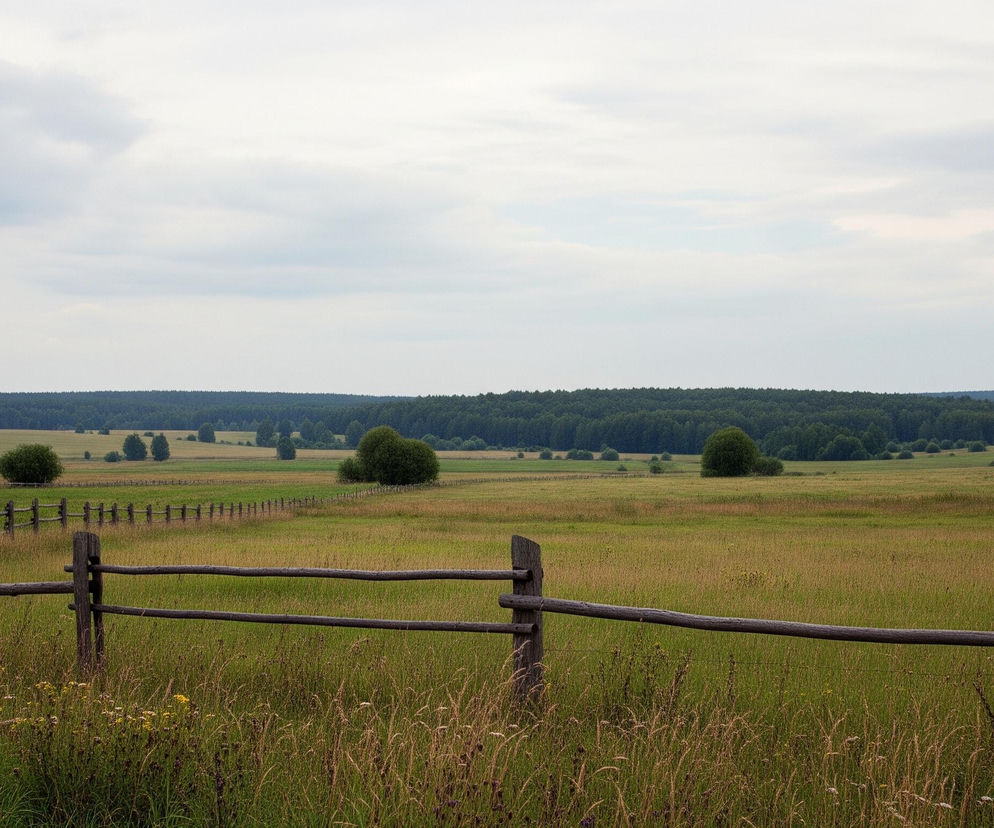 Drewniany płot z ciemnymi, okorowanymi słupkami i poprzecznymi drągami biegnie przez centralną część kadru, oddzielając zbliżenie wysokiej trawy od rozległego zielonego pola. Płot wije się w głąb obrazu, zanikając w oddali. Na polu rosną pojedyncze drzewa i skupiska krzewów, a za nim rozciąga się ciemny pas lasu, graniczący z bladym, zachmurzonym niebem.