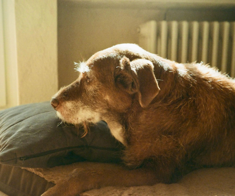 Stary dywan może pomóc psim seniorom