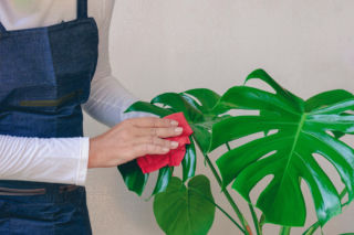 Wpuść 5 kropli do wody i przetrzyj liście monstery z kurzu. Będą lśnić jak z okładki magazynu ogrodniczego. Nabłyszczanie liści monstery