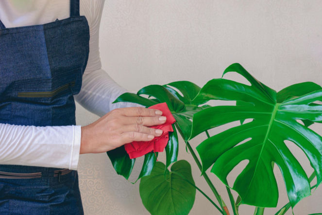 Wpuść 5 kropli do wody i przetrzyj liście monstery z kurzu. Będą lśnić jak z okładki magazynu ogrodniczego. Nabłyszczanie liści monstery