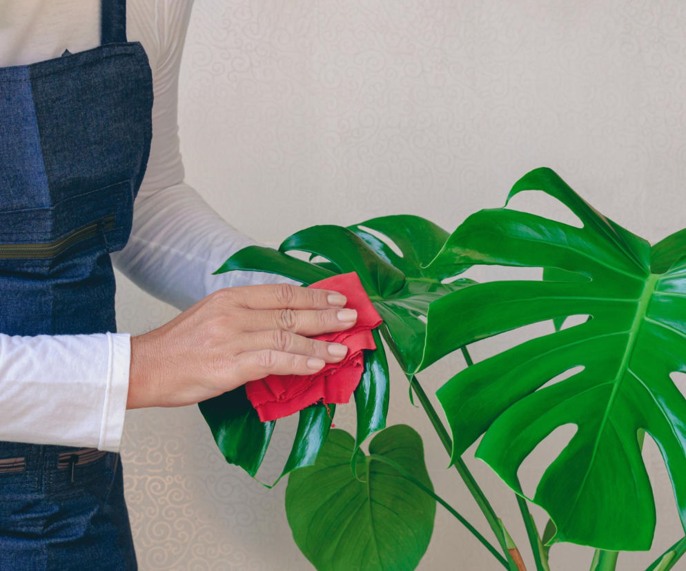 Naturalny nabłyszczacz do kwiatów. czym przecierać monsterę?