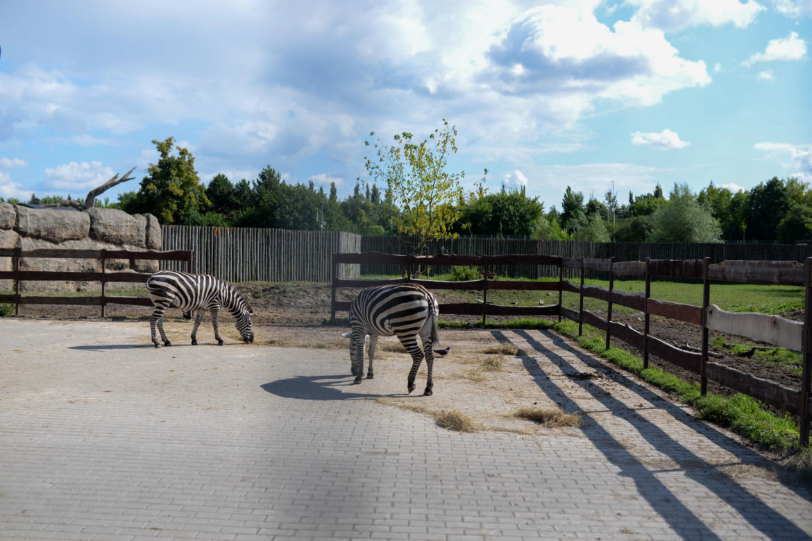Ogród zoologiczny im. Stefana Milera w Zamościu