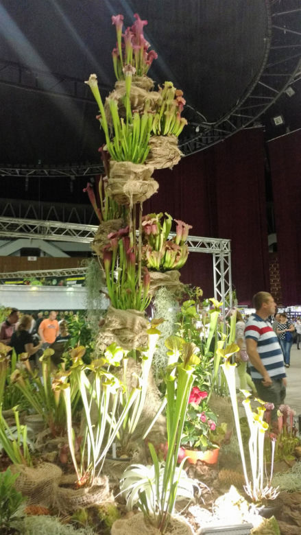 Krwiożercze rośliny opanowały katowicki Spodek! Trwa Festiwal Roślin Owadożernych [ZDJĘCIA, AUDIO]