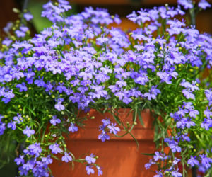 lobelia