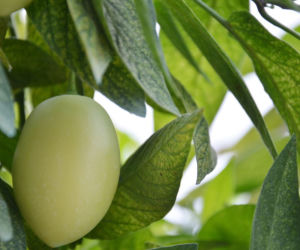Psianka melonowa
