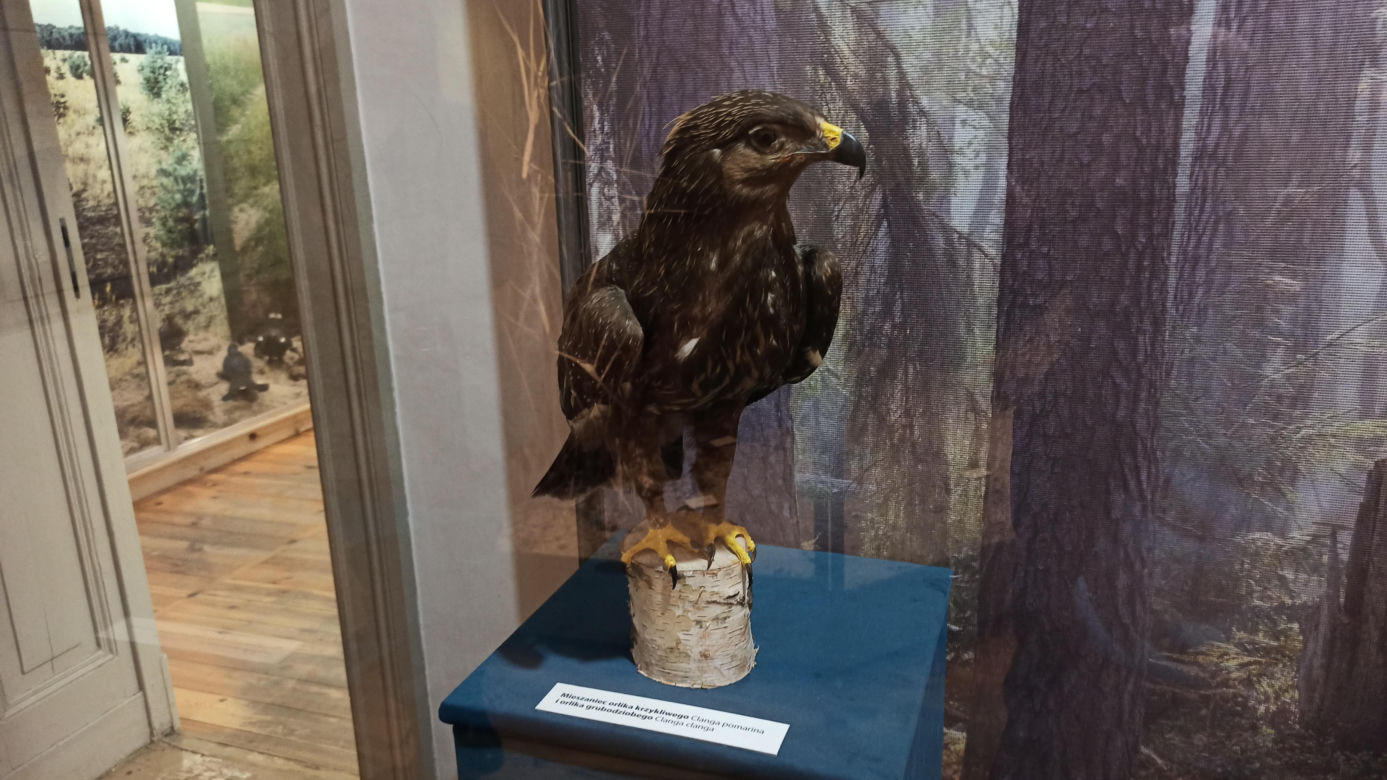 Muzeum Przyrody w Olsztynie. Poznajcie faunę oraz florę Warmii i Mazur