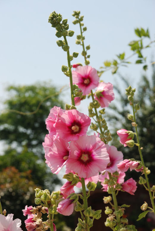 Malwa różowa (Alcea rosea)