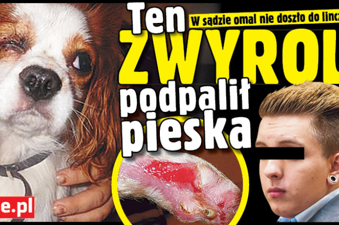 Ten zwyrol podpalił pieska