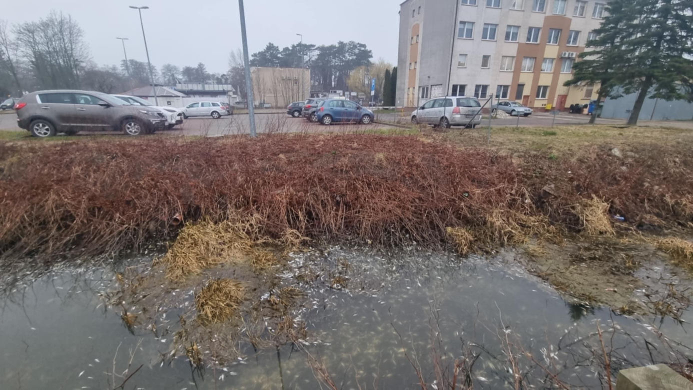 Śnięte ryby w Mielnie