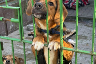 Horror w bytomskim schronisku! Prokuratura bada, co działo się ze zwierzętami