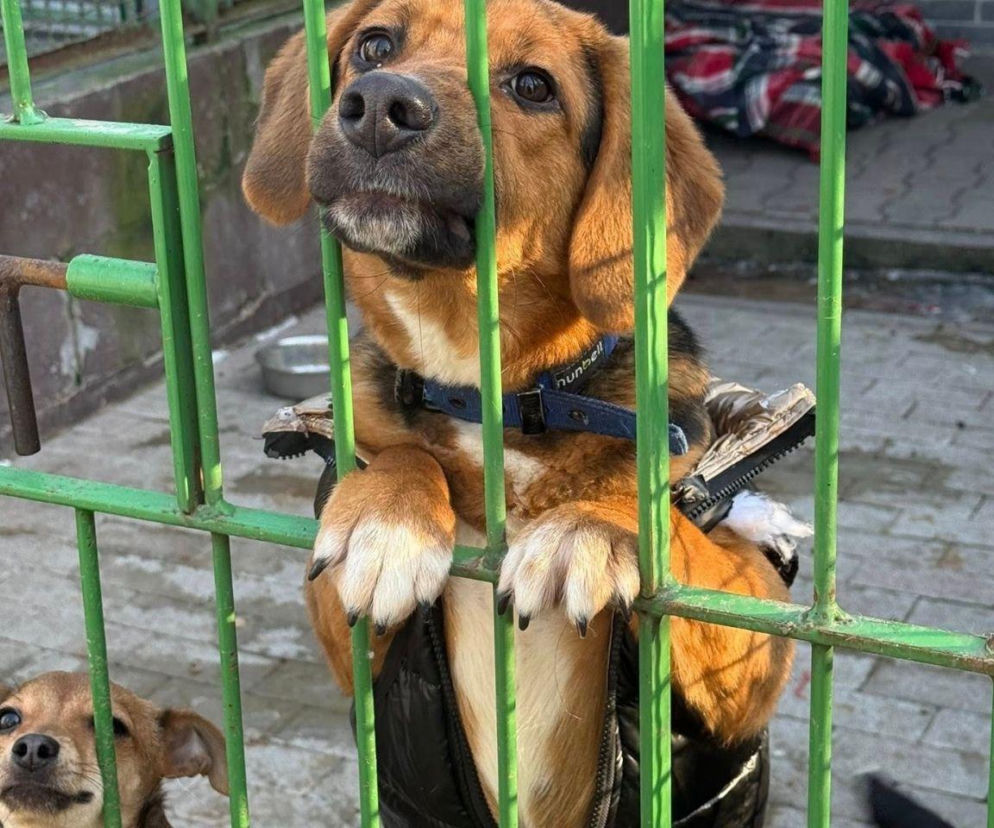 Horror w bytomskim schronisku! Prokuratura bada, co działo się ze zwierzętami