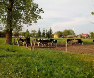 Zgwałcił 11 krów