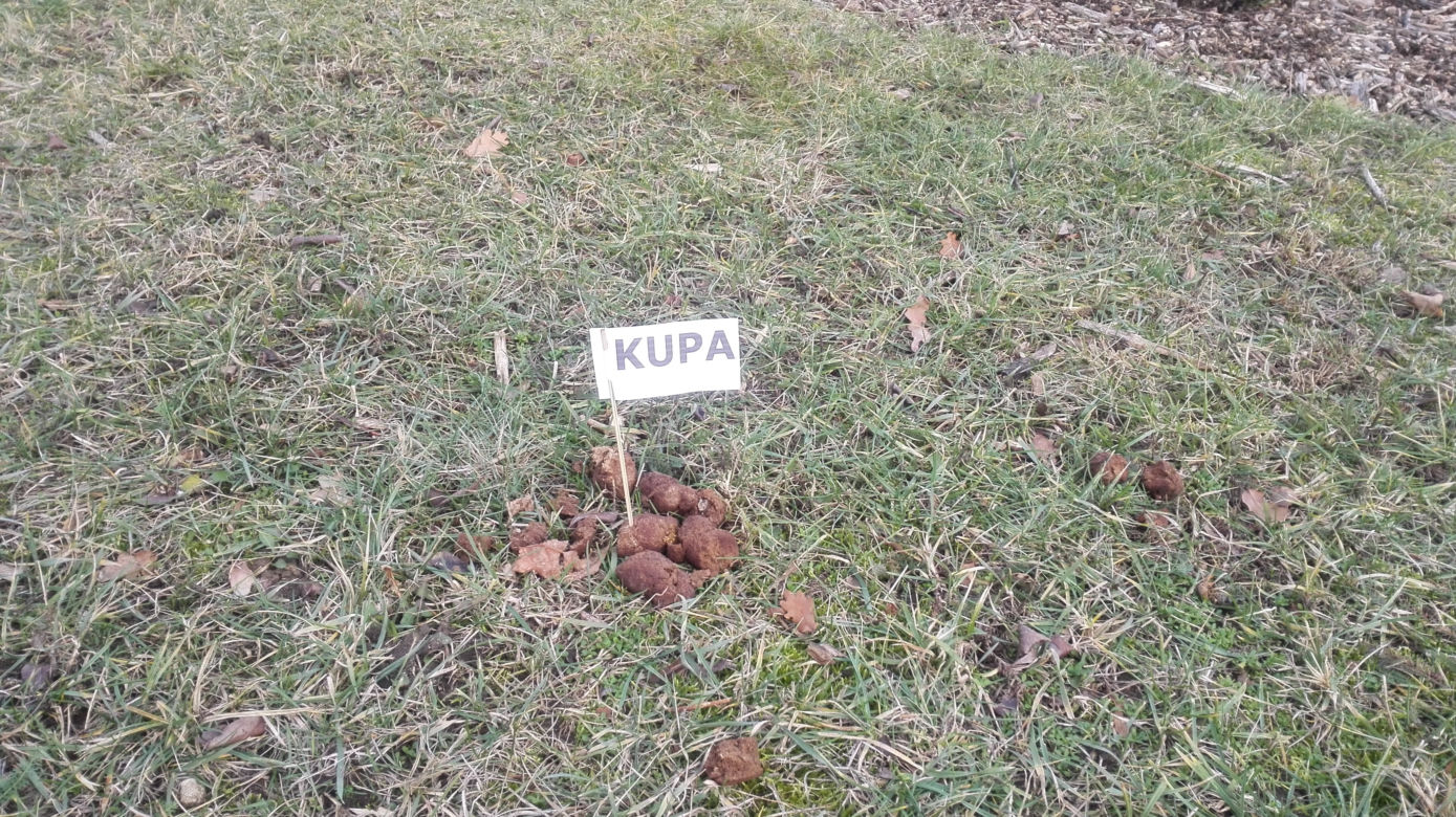 Flagi w kupach