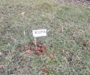 Flagi w kupach