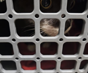 Piekło za zamkniętymi drzwiami. 18 zwierząt żyło wśród robactwa i śmieci!