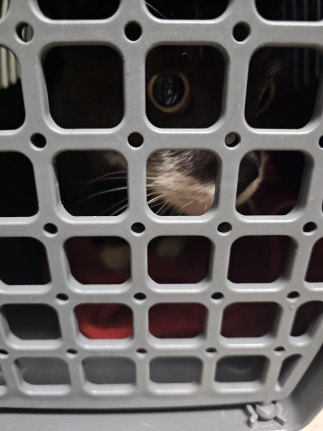 Piekło za zamkniętymi drzwiami. 18 zwierząt żyło wśród robactwa i śmieci!