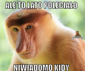 Równonoc jesienna 2020. Zobacz najlepsze memy na pierwszy dzień jesieni