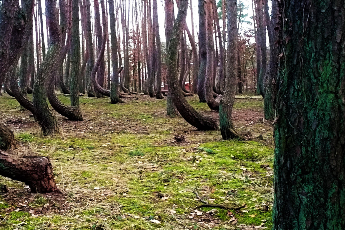 Krzywy Las pod Gryfinem
